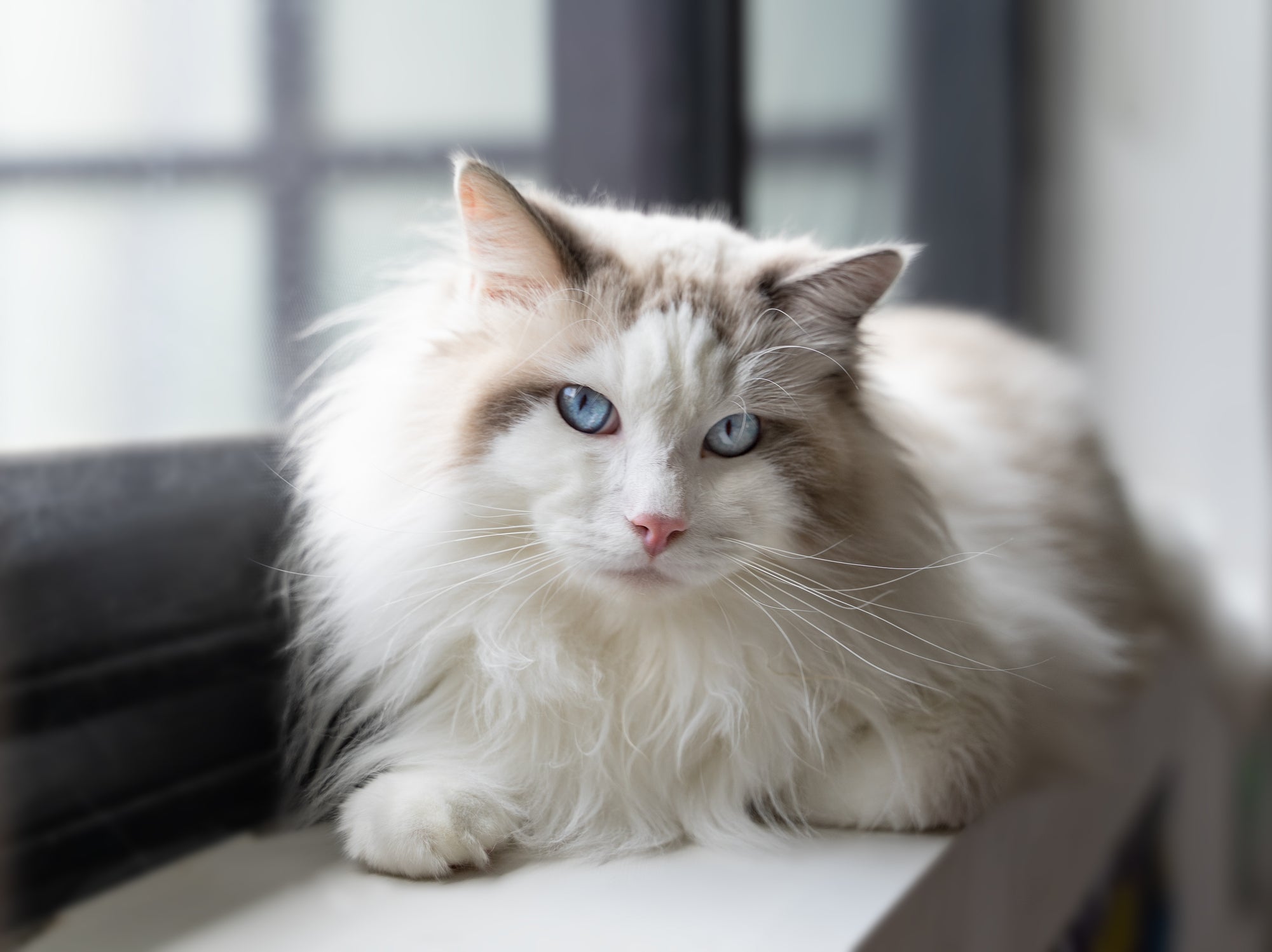 Gato da raça Ragdoll de pelos brancos e olhos azuis