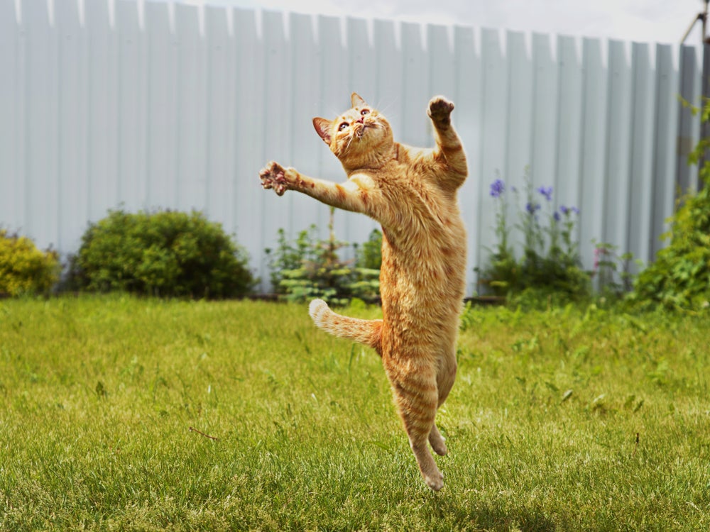 Gatos laranjas: gato pulando enquanto brinca no gramado do quintal
