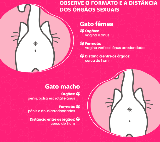 Infográficos com desenhos de gatos mostrando as diferenças dos órgãos sexuais de gatos machos e fêmeas