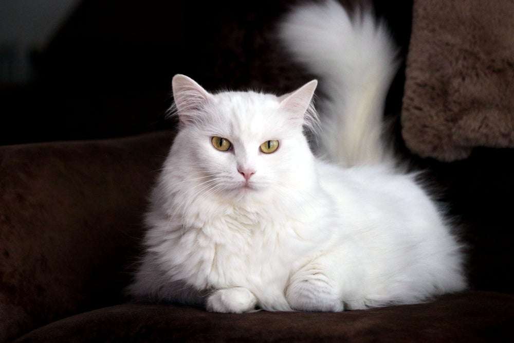 Um dos gatos peludos da raça Angorá