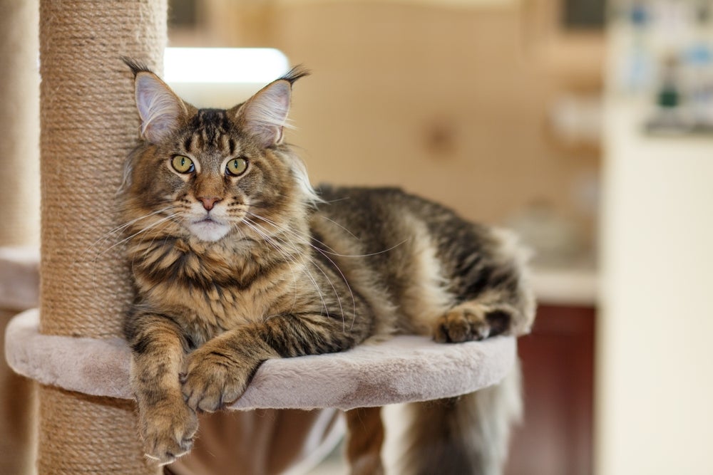 Um dos gatos peludos da raça Maine Coon