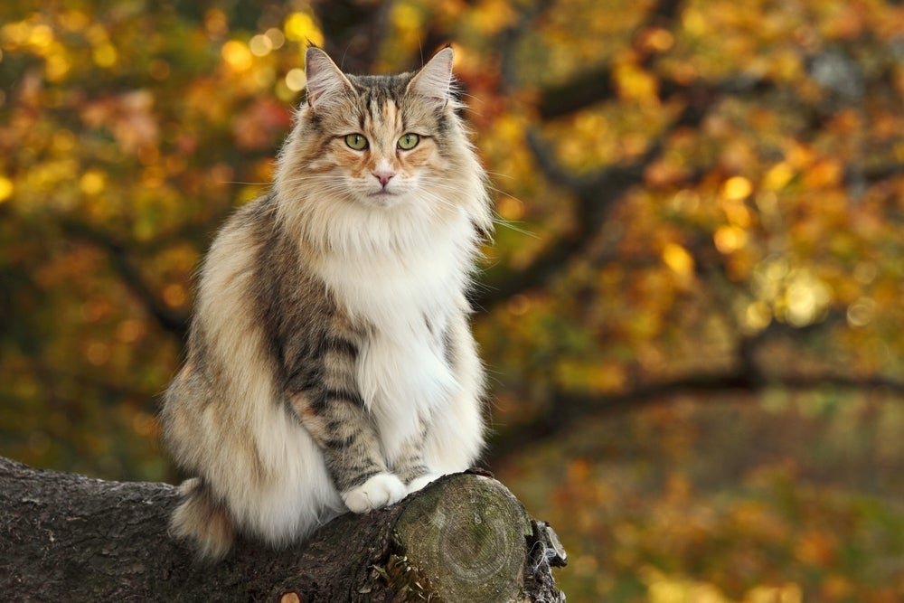 Gato peludo Norueguês da Floresta