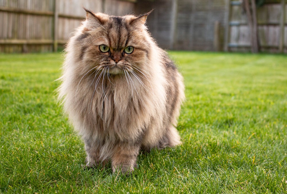 Gato peludo Persa