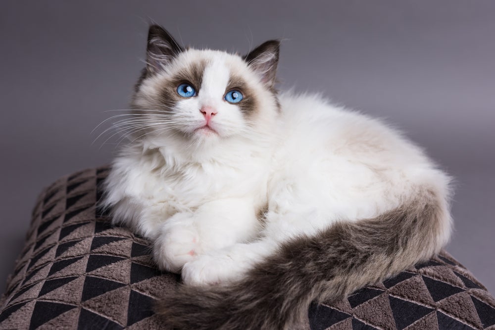 Gato peludo Ragdoll