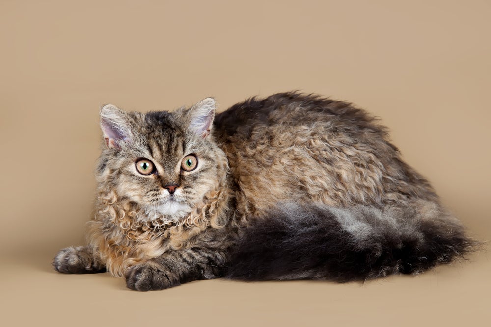 Gato peludo Selkirk Rex