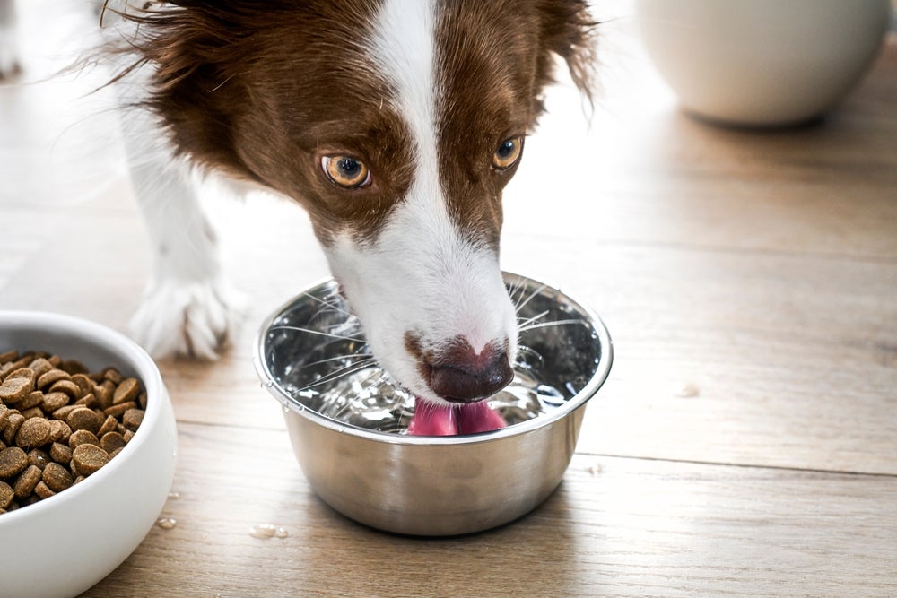 giárdia canina: cachorro bebendo água