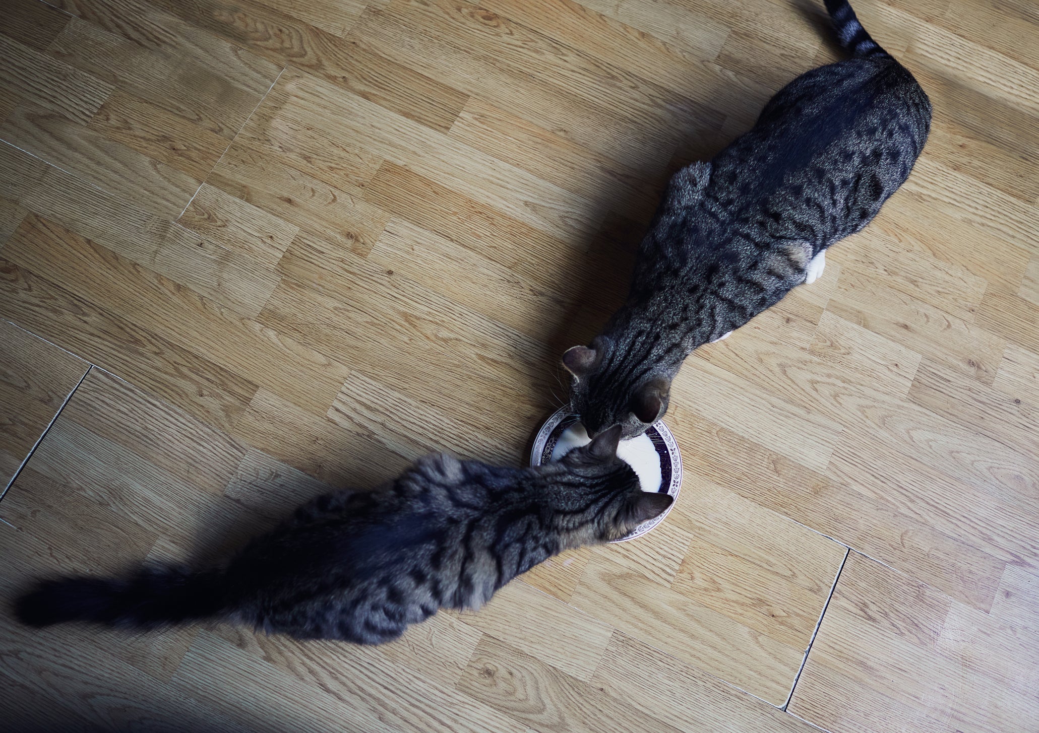 Dois gatos dividindo o mesmo pote