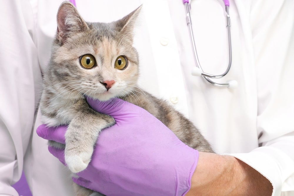 glândula adenal de gatos: gato sendo segurado pelo veterinário