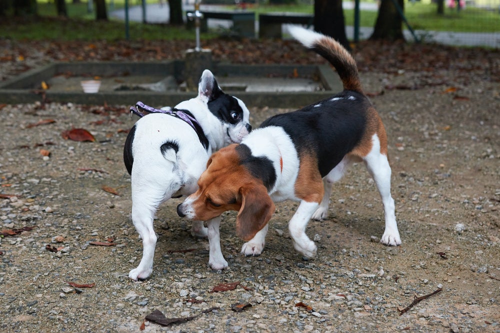 Glândula adanal: cachorro cheirando o rabo de outro cachorro
