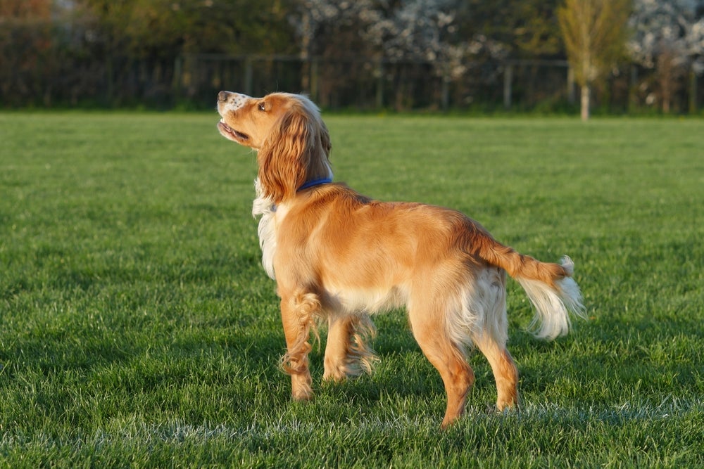 cachorro golden retriever andando ao ar livre