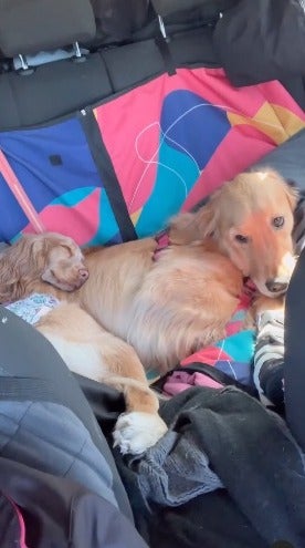 Golden Retriever e Cocker Spaniel dentro de carro dormindo
