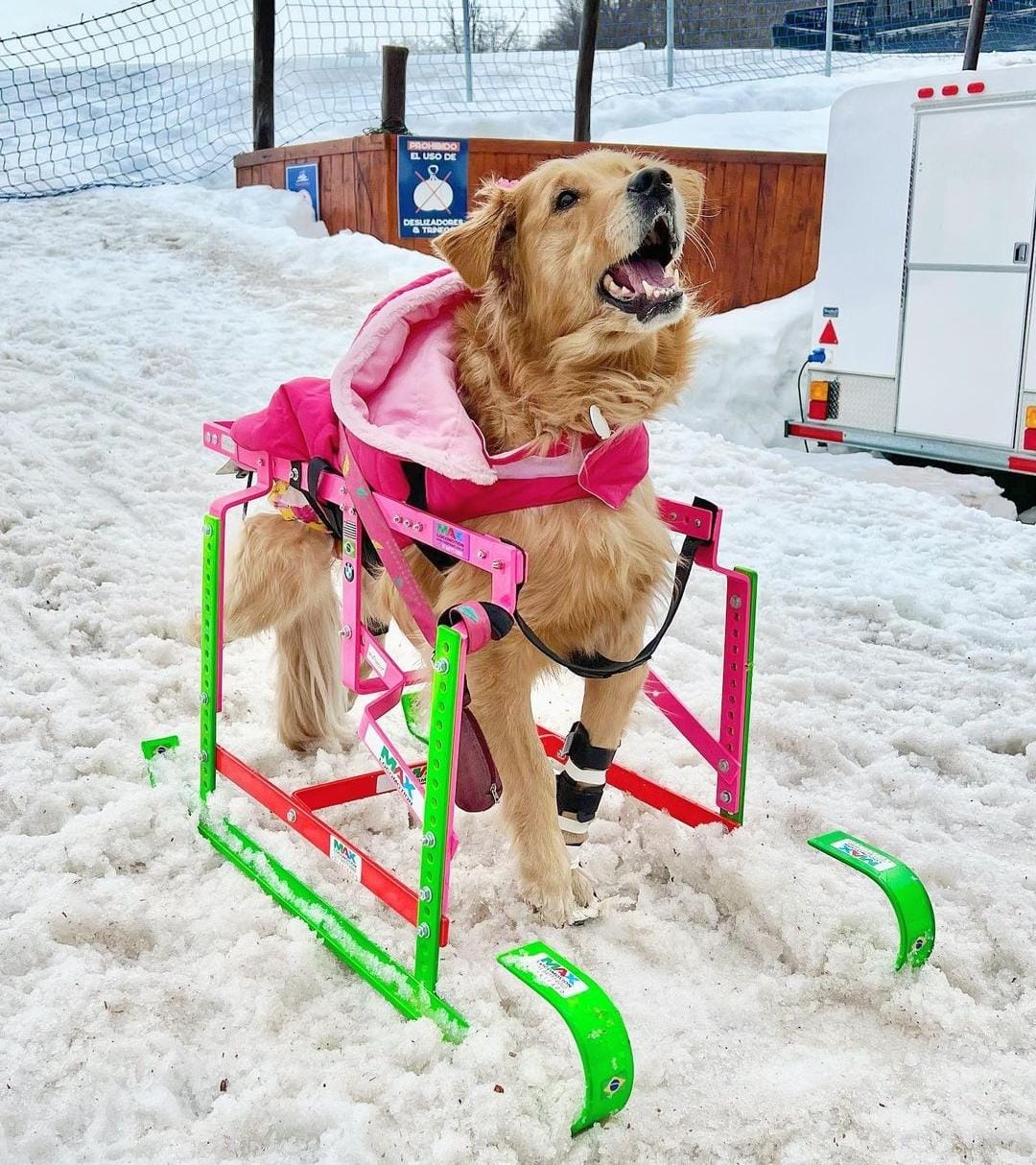Golden Retriever na neve em cadeira de rodas adaptada usando roupa de frio