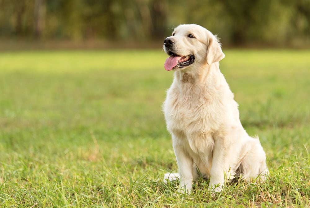 golden retriever no jardim