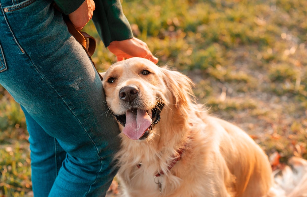 cachorro golden retriever abraçando perna do tutor