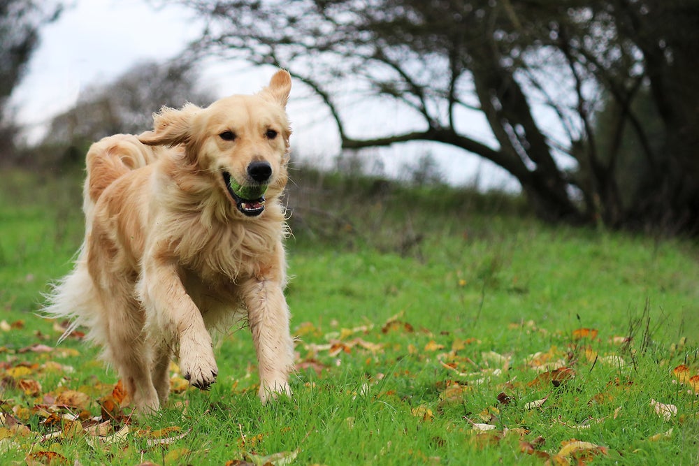 cachorro golden retriever correndo com bolinha na boca
