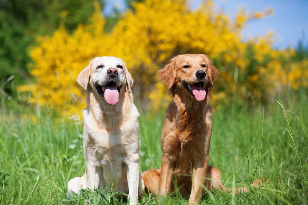 Cachorros Labrador e Golden Retriever juntos sentados na grama com uma árvore de folhas amarelas ao fundo