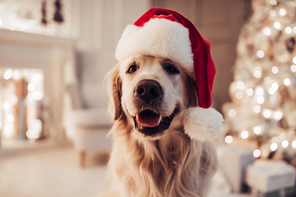 Golden Retriever com gorrinho de Natal