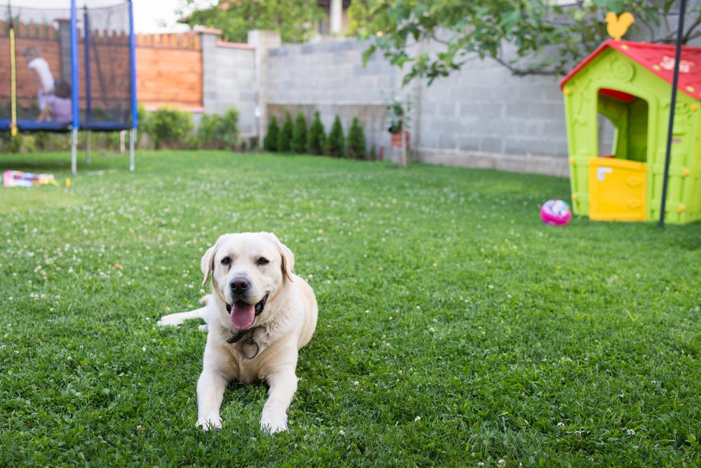 cachorro no quintal com grama para cachorro