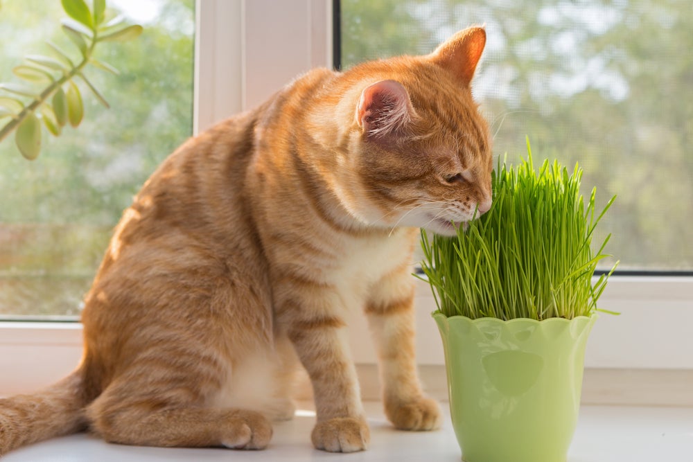 gato olhando vaso de grama para gato