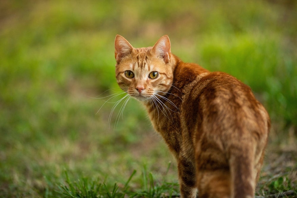 grama para gatos: gato correndo na grama