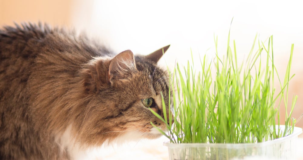 gato olhando para vaso com grama para gatos