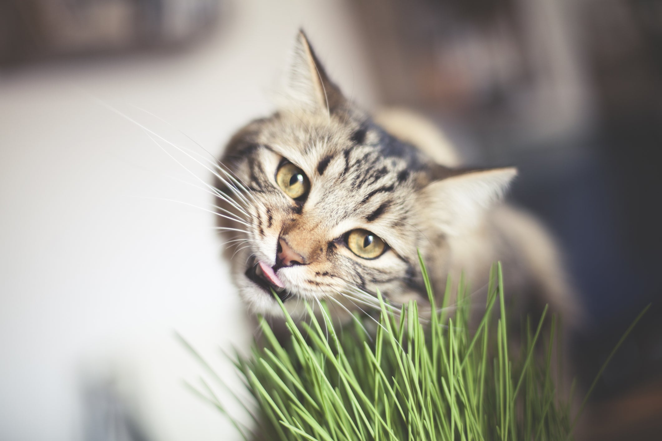 Gato comendo grama dentro de casa