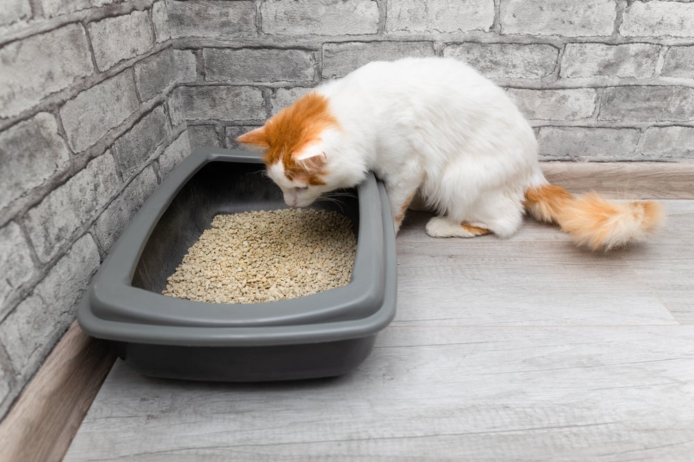gato numa caixa de areia com granulado de madeira para gato