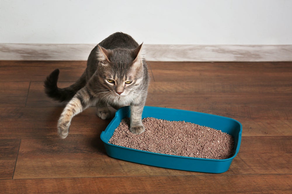 gato na caixa de areia com granulado de areia para gatos