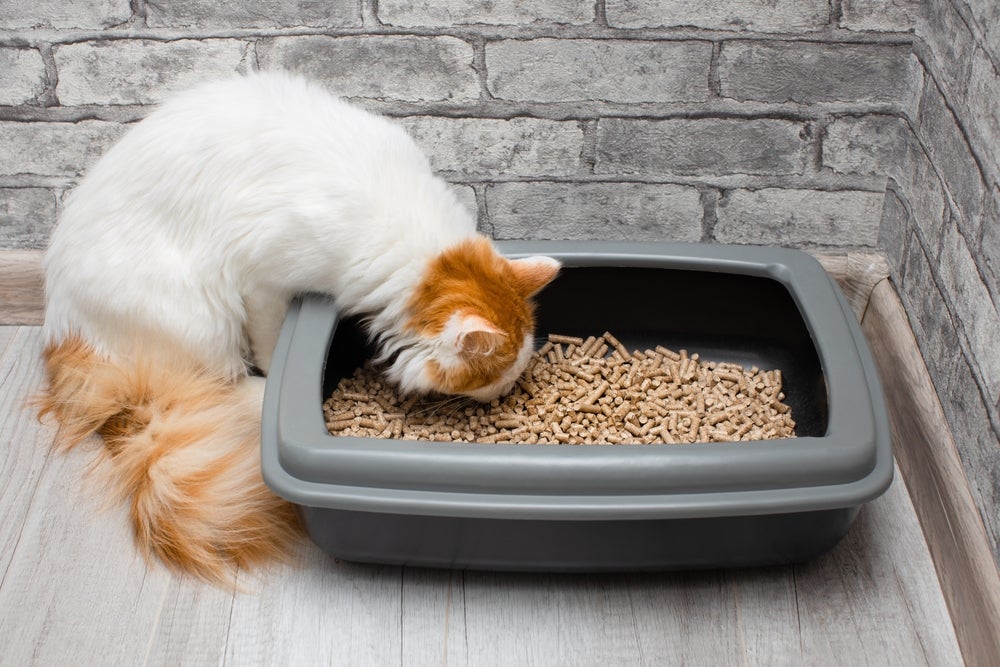 felino cheirando caixa com granulado de madeira para gatos