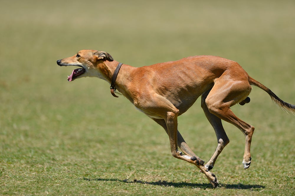 cachorro greyhound correndo