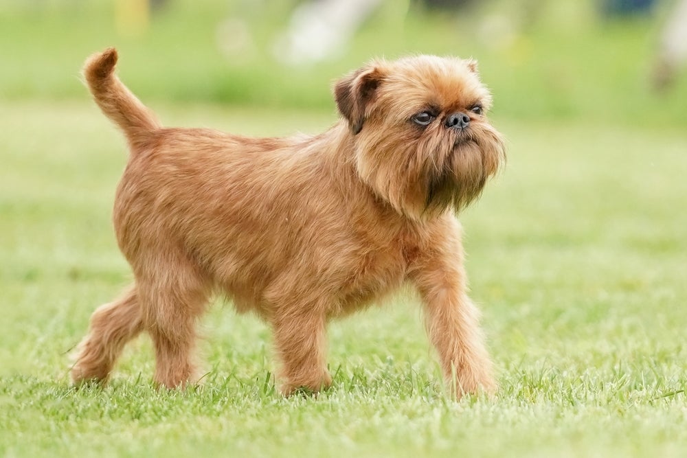 cachorro griffon de bruxelas andando na grama