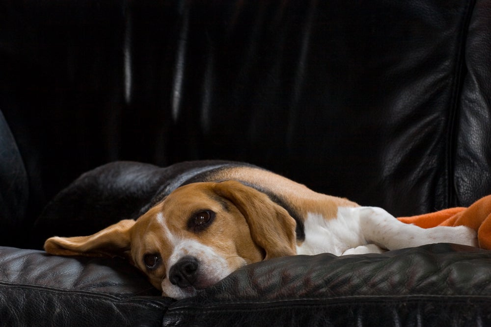 gripe em cachorro: cão deitado doente no sofá