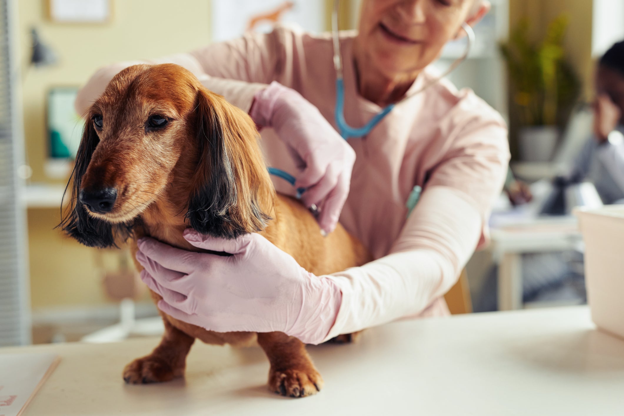 Cão sendo examinado pela veterinária no consultório