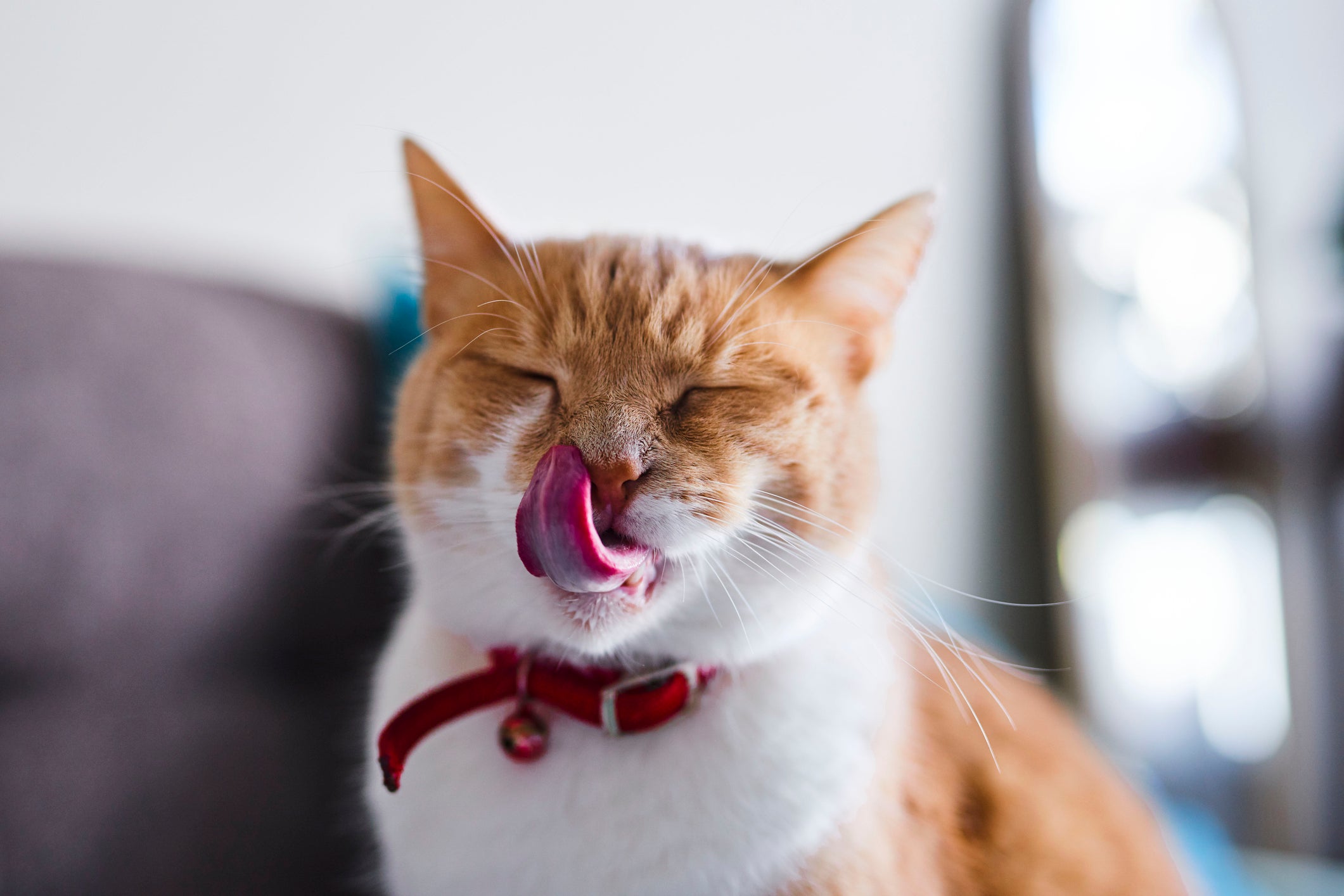 Gato laranja com língua de fora usando uma coleira com guizo