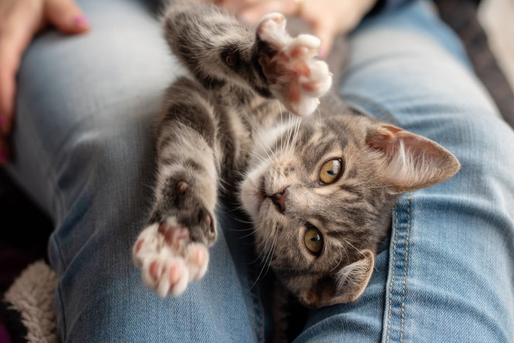 Caso de hepatite em gatos em que o animal fica prostrado