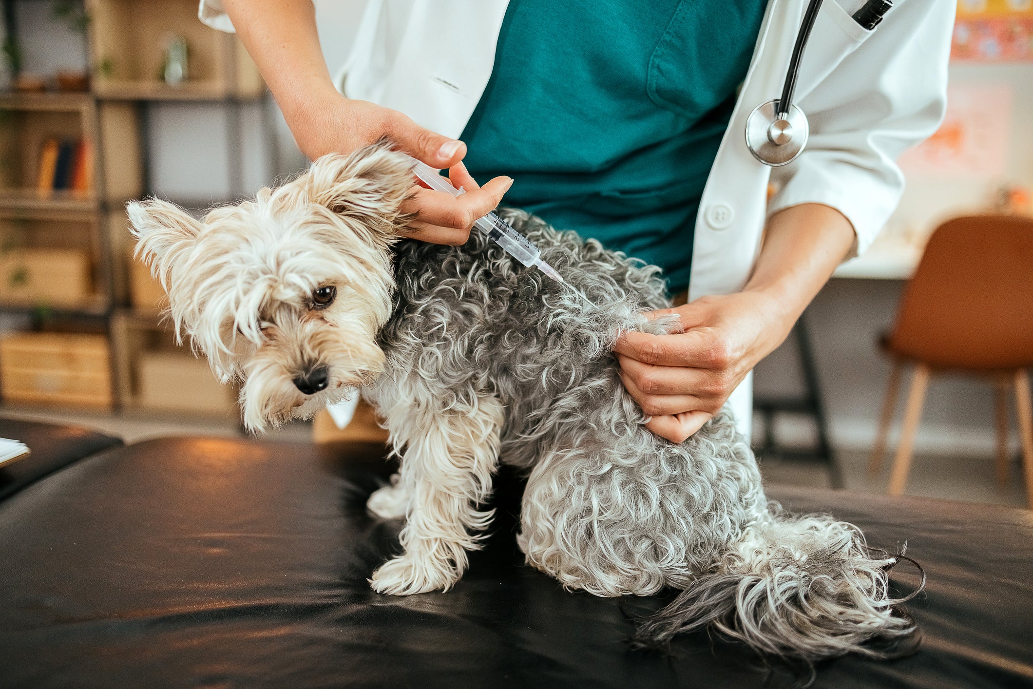 Cachorro tomando vacina pelas mãos de veterinário