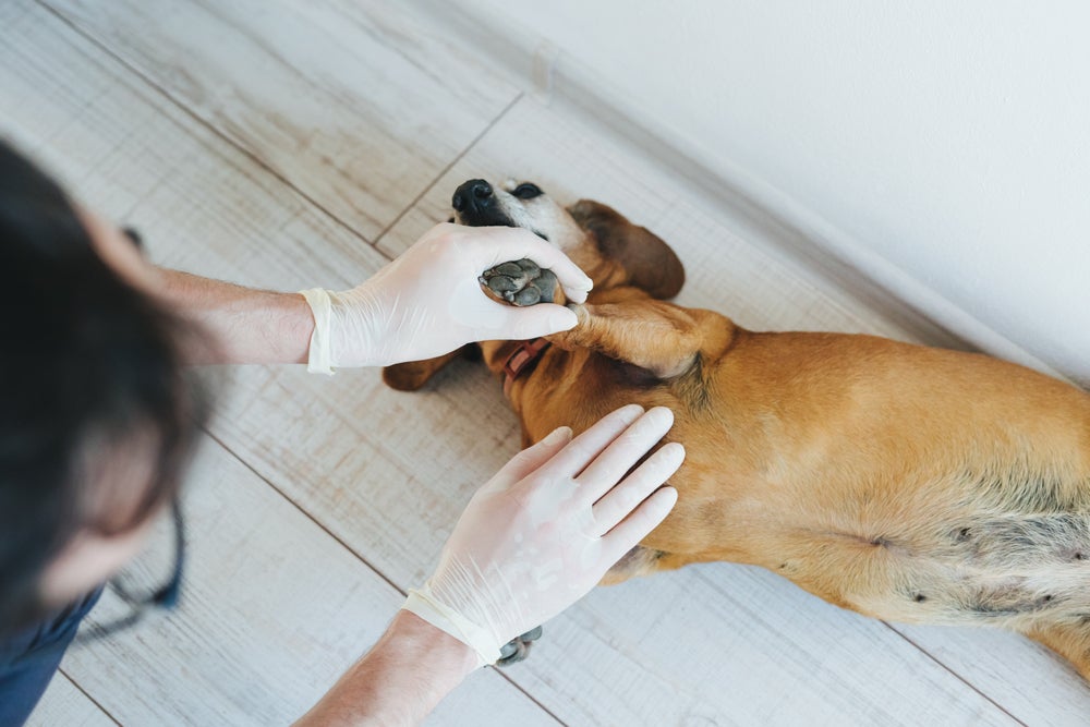 Hepatomegalia em cães: cachorro caramelo sendo examinado por veterinário