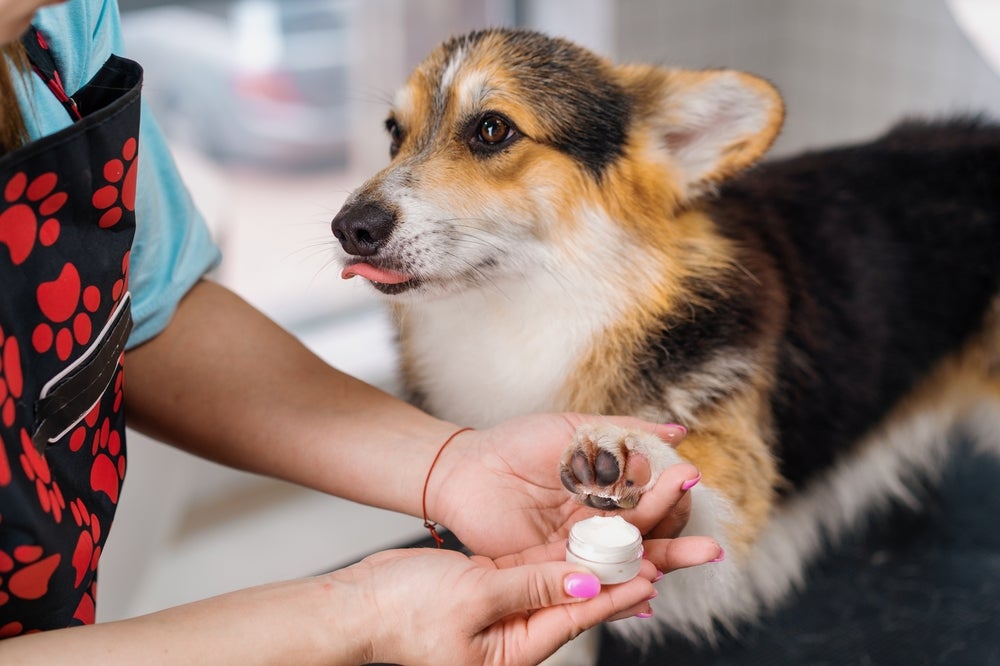 dono passando hidratante para patas de cachorro