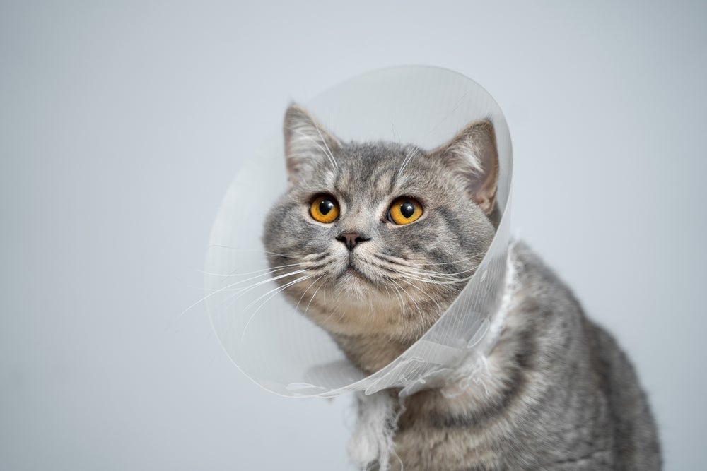 hiperplasia mamária felina: gato castrado com colar elizabetano