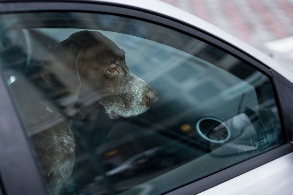 hipertermia em cães: cachorro dentro do carro