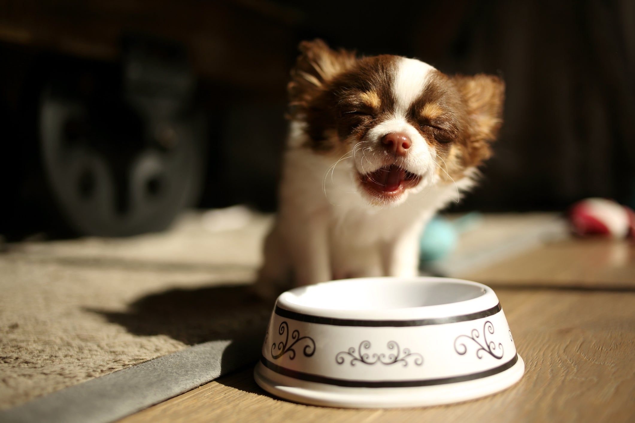 Cãozinho da raça Chihuahua comendo