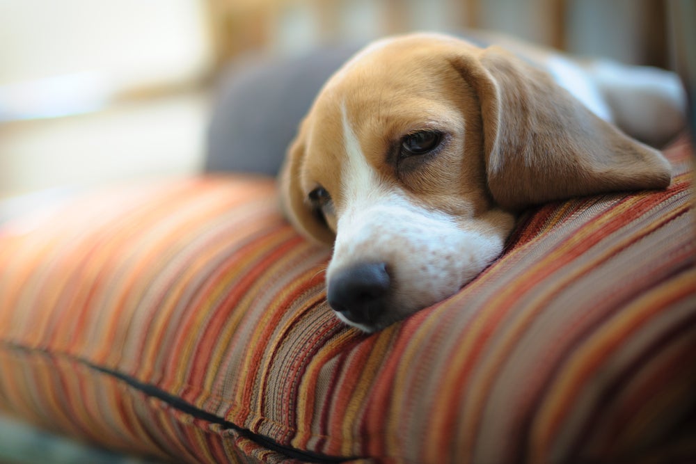 hipotireoidismo canino: cachorro triste deitado