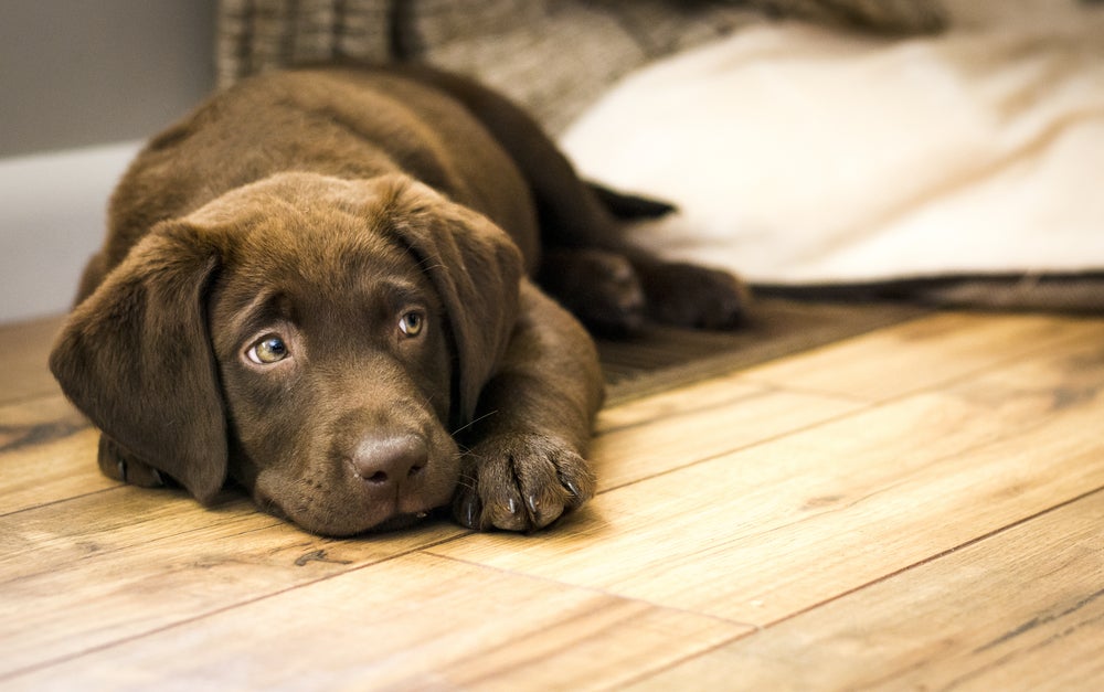 hipotireoidismo em cães: cachorro deitado doente