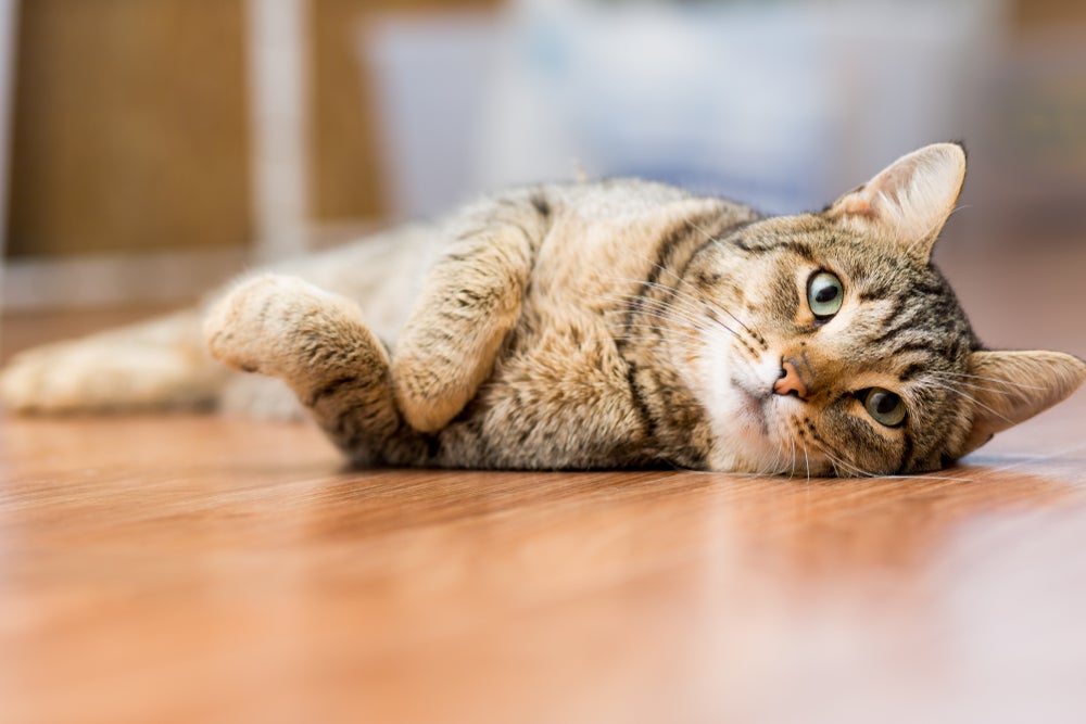 homeopatia para gatos renais: gato deitado