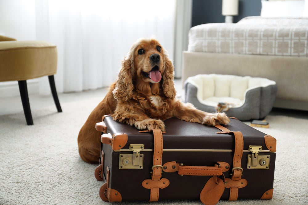 hotel para cachorro: cão em cima de mala de viagem