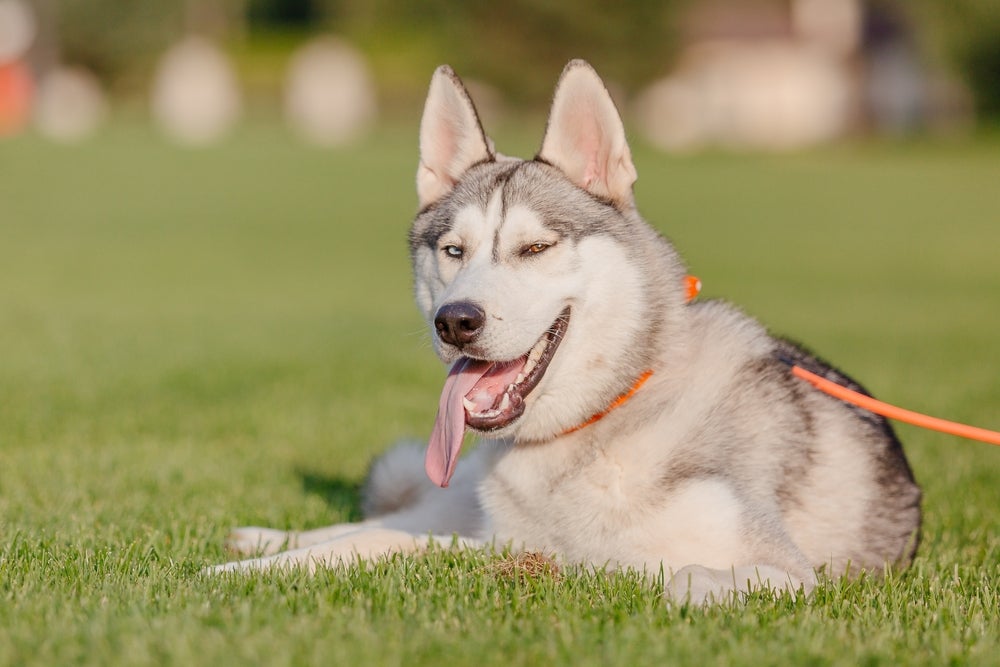 cachorro husky siberiano com língua de fora