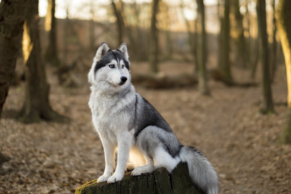 cachorro husky siberiano na floresta