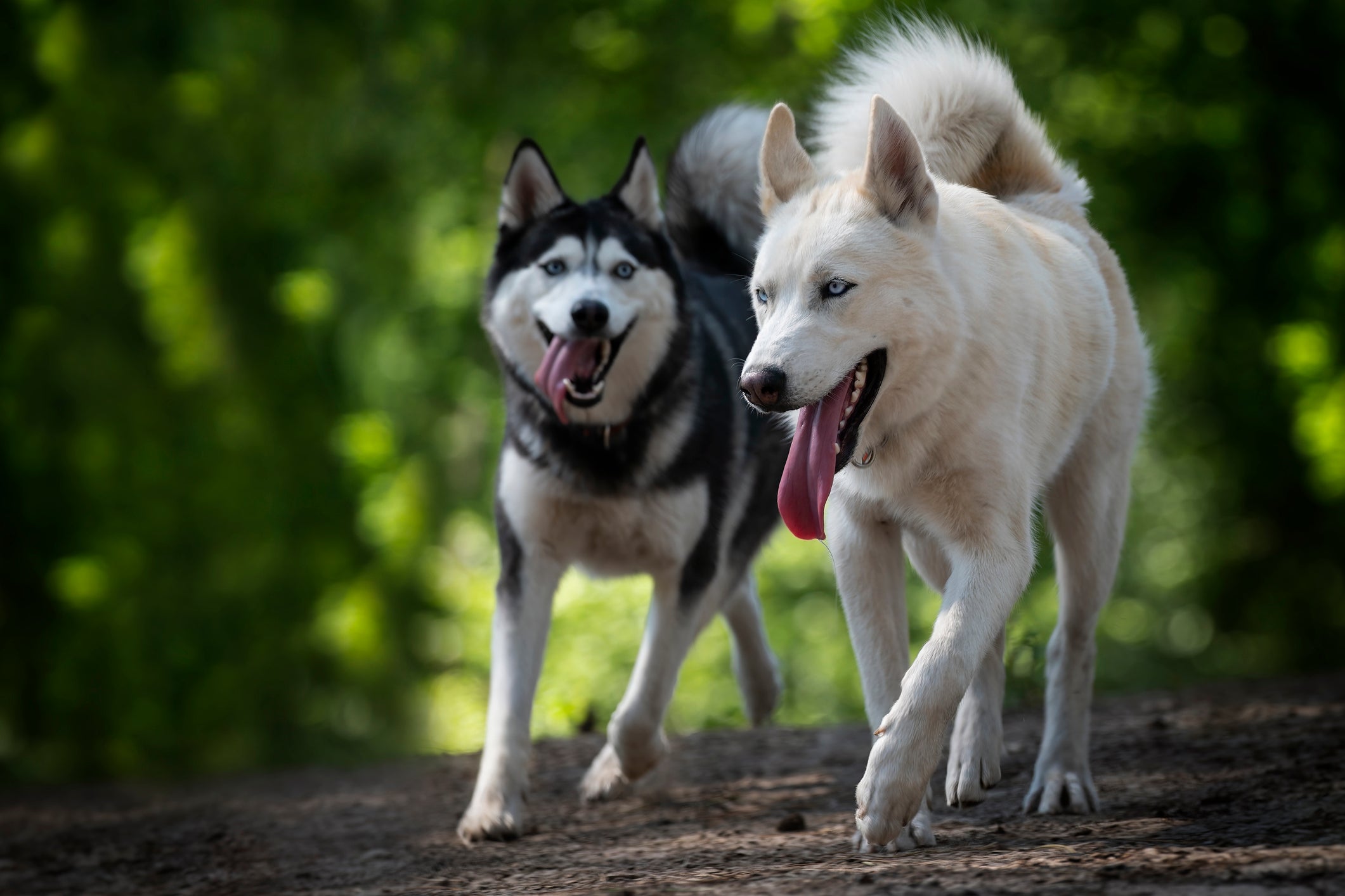 Dois Cães Husky Siberiano correndo na mata