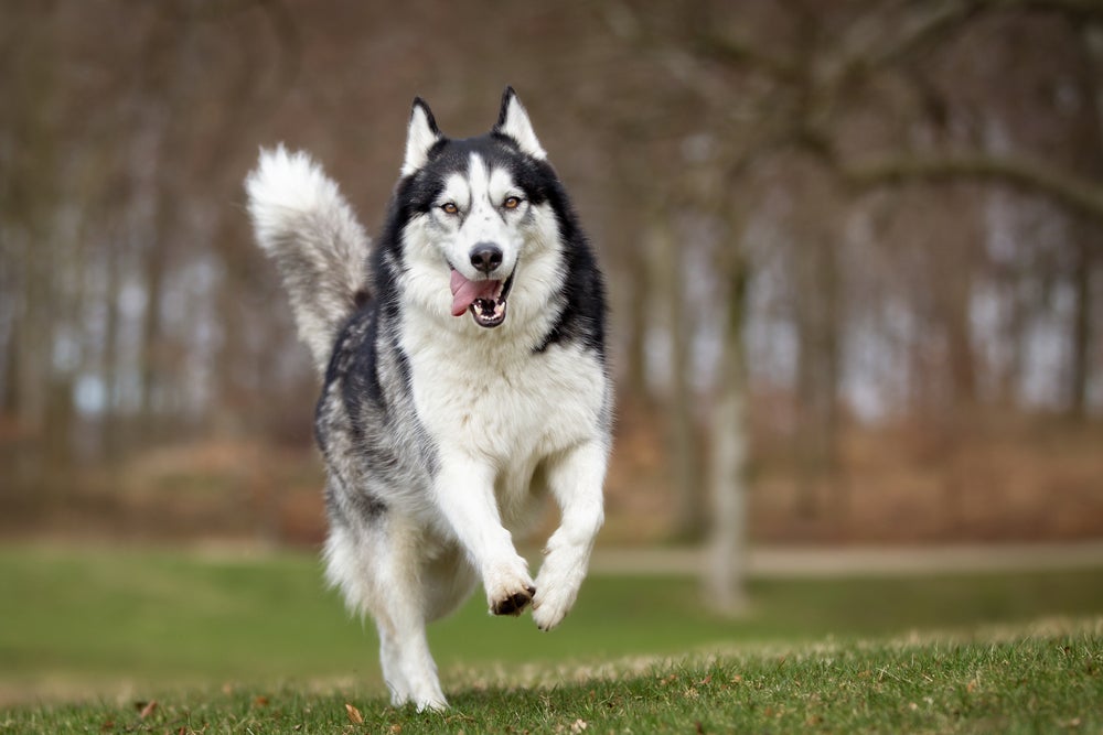 Husky Siberiano correndo