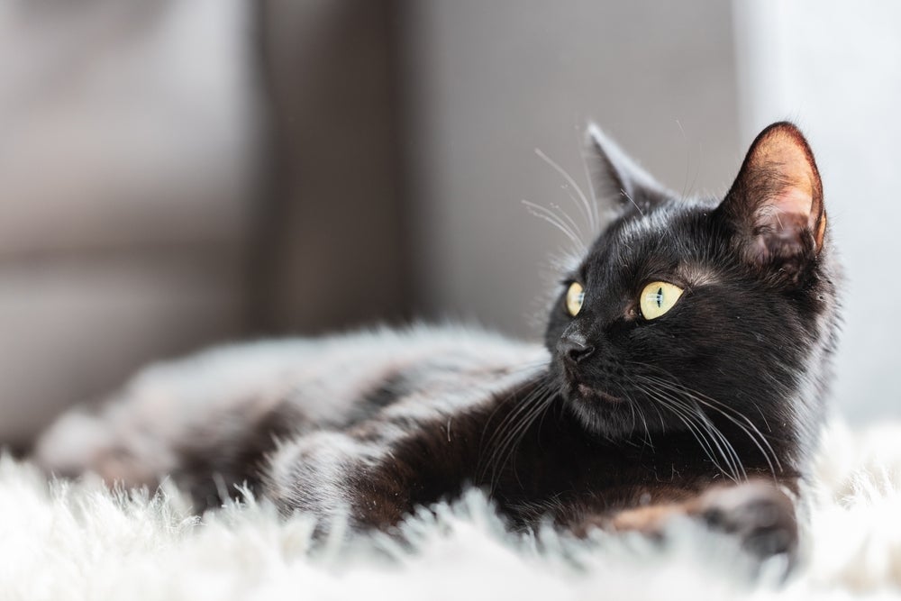 icterícia em gatos: gato preto cansado